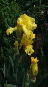 Iris germanica "lemon twist"