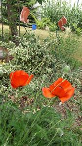 Papaver orientale