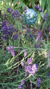 lavandula "hydcote blue"