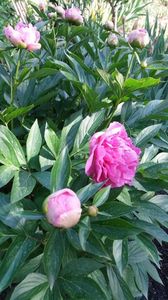 Paeonia pink spp
