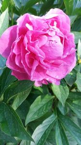 Paeonia pink spp