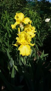 Iris germanica "lemon twist"