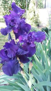Iris germanica "night owl"