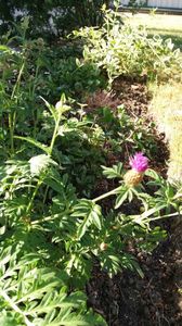 Centaurea dealbata; Acestea sunt albastrele(floarea graului) perene. Chiar nu inteleg de ce sunt ...mov
