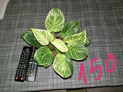 Philodendron Birkin 150 lei