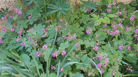 Geranium