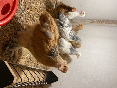 985590FB-FFF8-4871-AA01-1EFA921059DD