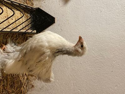 51083DF0-9D0F-4A17-9CA2-06464E27F92C