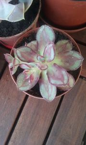 Echeveria nodulosa; Maruba beni
