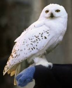 Hedwig