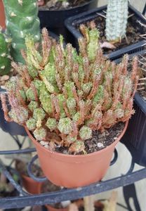 Euphorbia submammillaris