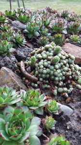 Sempervivum mix