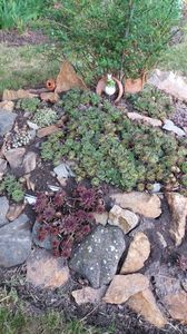 Sempervivum mix