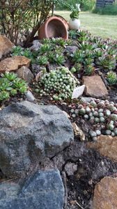 Sempervivum mix