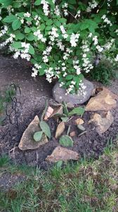 Opuntia spp - philadelphus coronarius