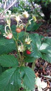 fragaria vesca