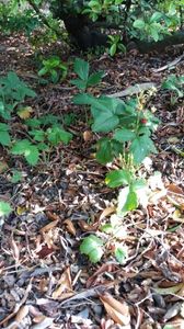 fragaria vesca