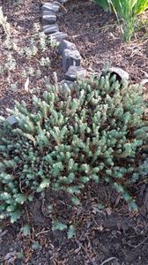 Sedum rupestre