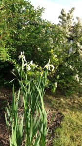 Iris siberica alba