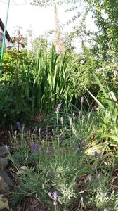 eremurus robustus - lavandula "hydcote blue"