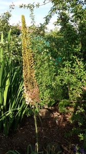 eremurus robustus