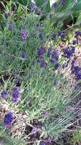 lavandula "hydcote blue"