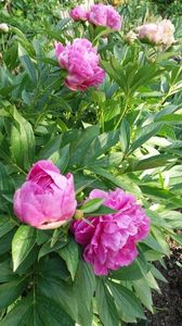 Paeonia pink spp