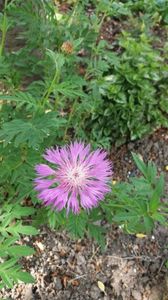 Centaurea dealbata