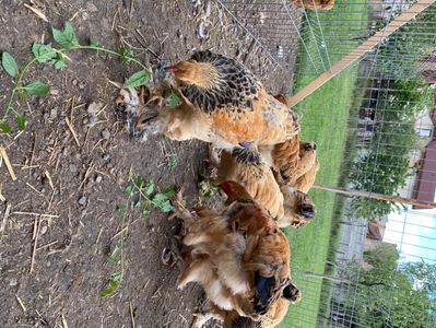 F9F3DF19-6DF9-4ECD-B9AE-07442141834E