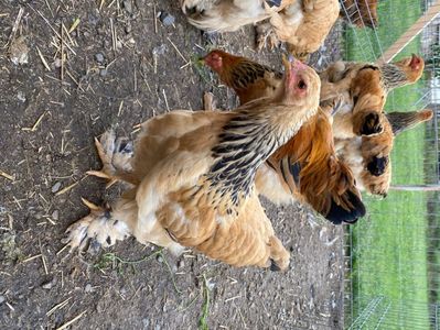 2A7DDDD7-40DC-4649-94BF-27B23F41BDD9