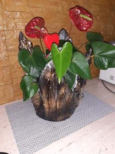 ; 50 lei
