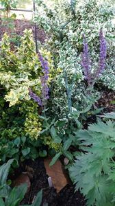 Salvia pratensis