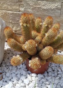 Mammillaria elongata la inceput de inflorire