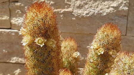 Mammillaria elongata la inceput de inflorire