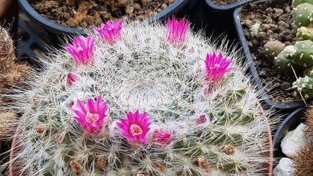 Mammillaria hahniana