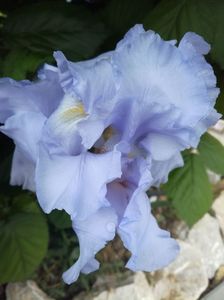 Blue saphire