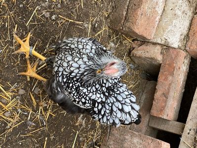 7BCA24D9-19E4-4403-A6AE-E338FCE26DE3