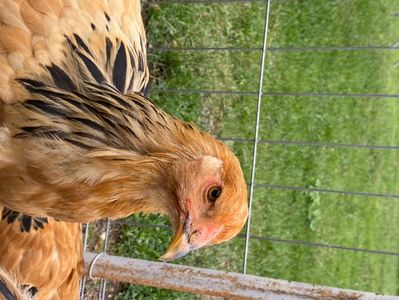 94E93775-2B8A-48D8-A4BB-68C6C3CDE4B8