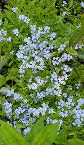 Myosotis