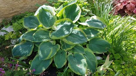 Hosta Christmas Tree