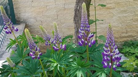 Lupin