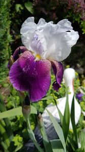 Fragrant