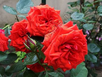 Trandafir Bacarra
