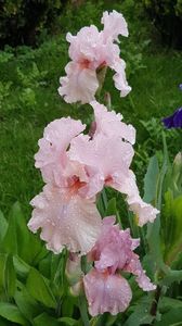 Blushing Pink