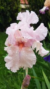 Blushing Pink