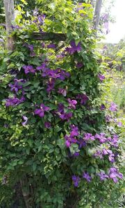 Clematita