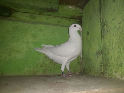 Vanduta