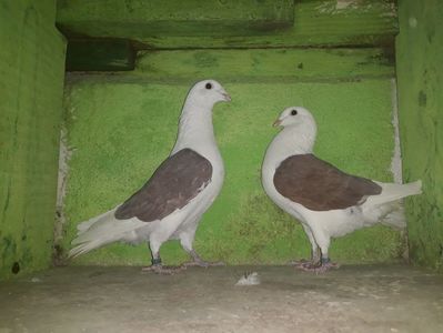 Vanduti