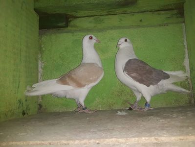 Vanduti