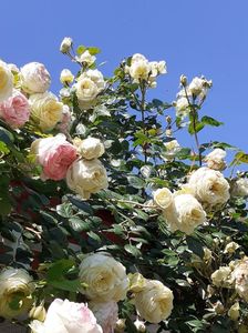20200531_111038(0)